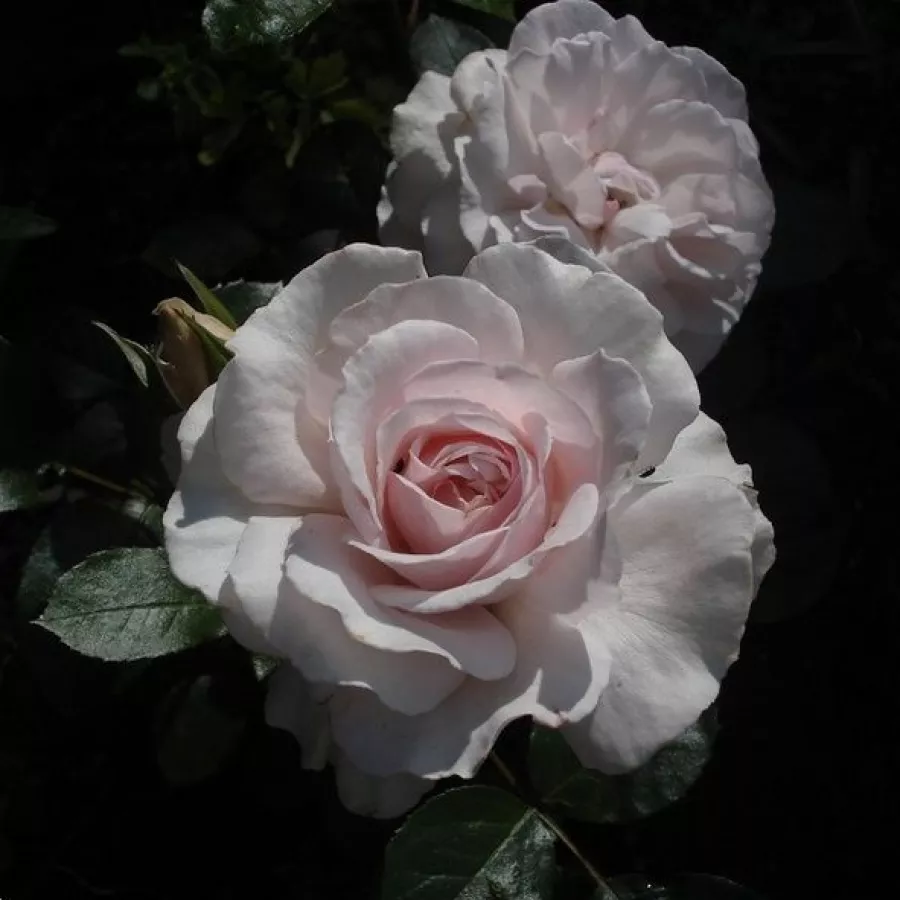 Diszkrét illatú rózsa - Rózsa - Constance Finn - kertészeti webáruház