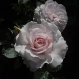 Virágágyi floribunda rózsa - diszkrét illatú rózsa - - - kertészeti webáruház - Rosa Constance Finn - rózsaszín