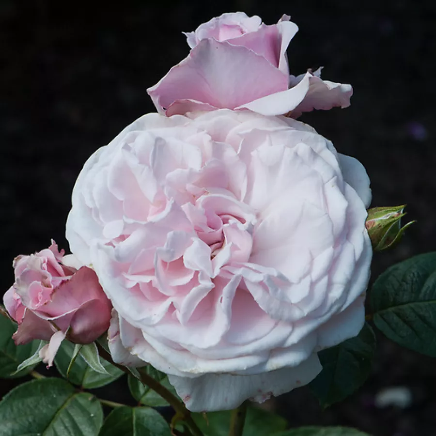 Virágágyi floribunda rózsa - Rózsa - Constance Finn - kertészeti webáruház