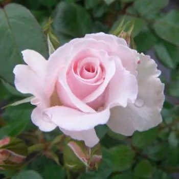 Rosa Constance Finn - ružičasta - ruža floribunda za gredice