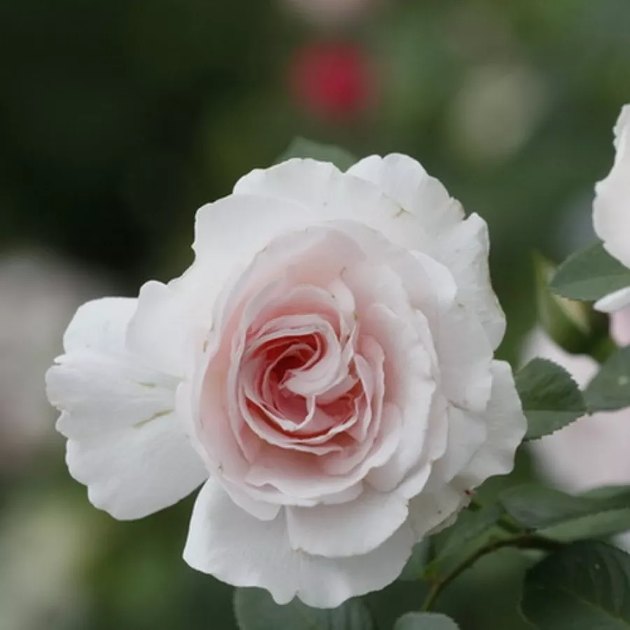Harkness - Rózsa - Constance Finn - kertészeti webáruház