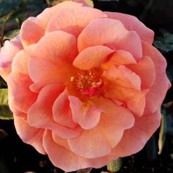 Online rózsa vásárlás - narancs - közepes erősségű, jól érezhető illatú rózsa - Easy Does It - virágágyi floribunda rózsa - (90-130 cm)