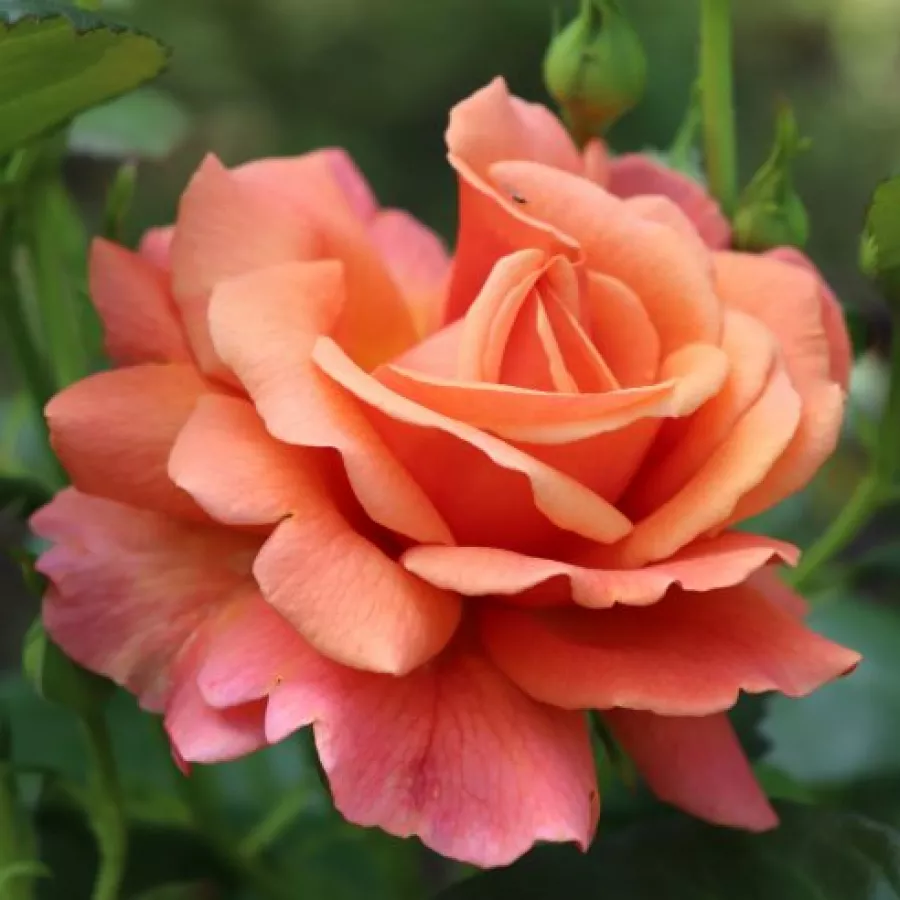 Oranžna - Roza - Easy Does It - vrtnice - proizvodnja in spletna prodaja sadik