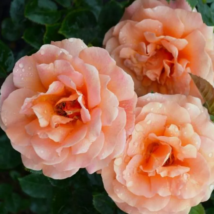 Virágágyi grandiflora - floribunda rózsa - Rózsa - Easy Does It - kertészeti webáruház
