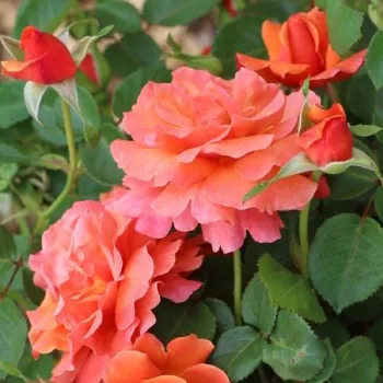 Rosa Easy Does It - pomarańczowy - róża rabatowa grandiflora - floribunda