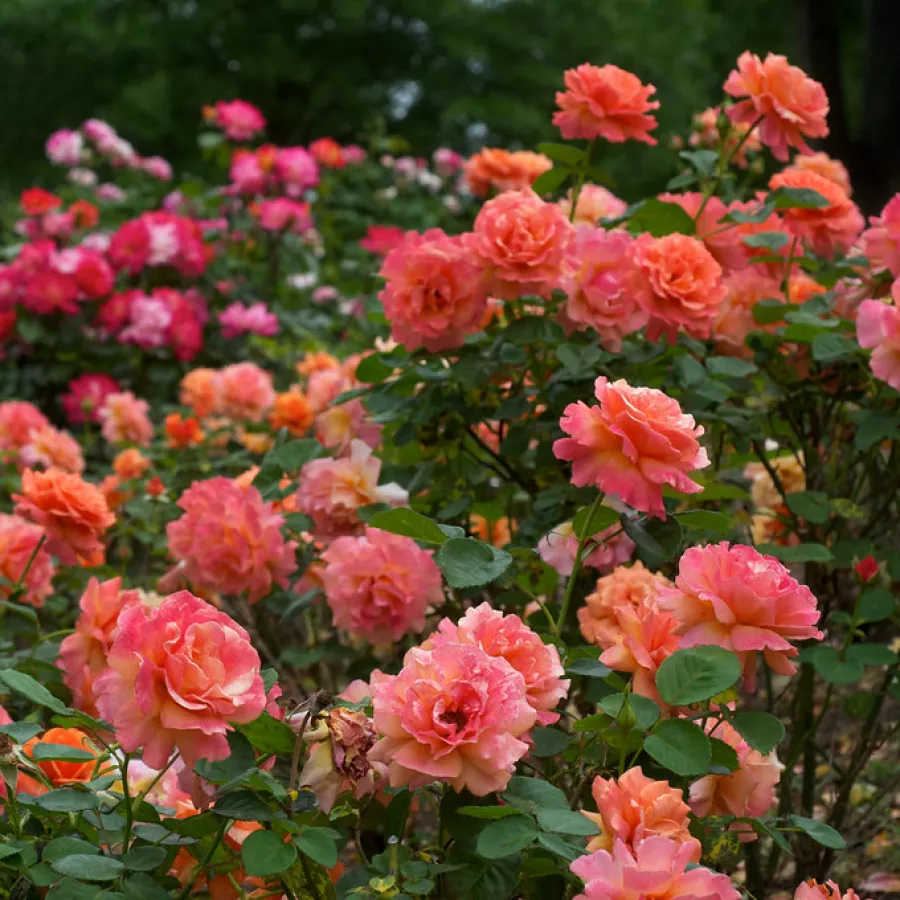 Tömvetelt virágú - Rózsa - Easy Does It - online rózsa vásárlás