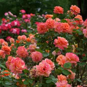 Oranžno-roza odtenek - vrtnica grandiflora - floribunda za cvetlično gredo - zmerno intenziven vonj vrtnice - aroma mošusa