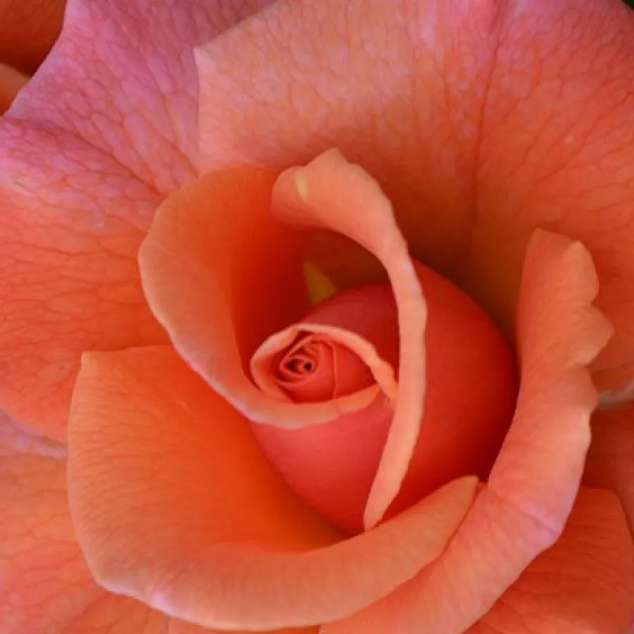 Harkness - Róża - Easy Does It - sadzonki róż sklep internetowy - online