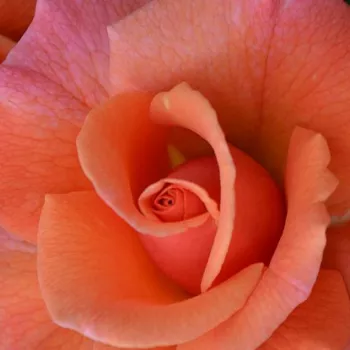Narudžba ruža - grandiflora - floribunda ruža za gredice - umjereno mirisna ruža - mošusna aroma - Easy Does It - narančasta - (90-120 cm)