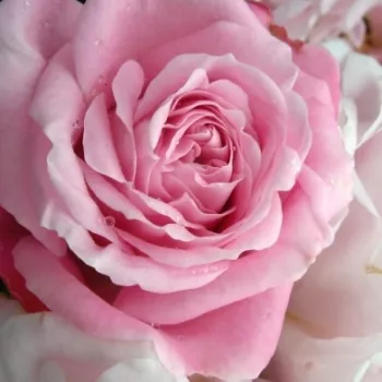 Rózsa rendelés online - rózsaszín - nagyon erős, messziről érezhető illatú rózsa - Natasha Richardson - virágágyi floribunda rózsa - (85-115 cm)