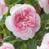 Vrtnica floribunda za cvetlično gredo - intenziven vonj vrtnice - aroma cimeta - vrtnice online - Rosa Natasha Richardson - roza