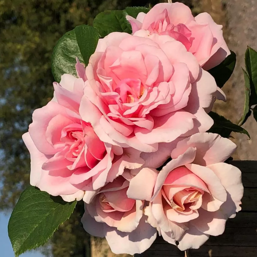 Vrtnica floribunda za cvetlično gredo - Roza - Natasha Richardson - vrtnice online