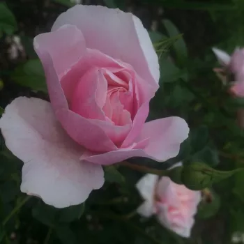 Rosa Natasha Richardson - rózsaszín - virágágyi floribunda rózsa