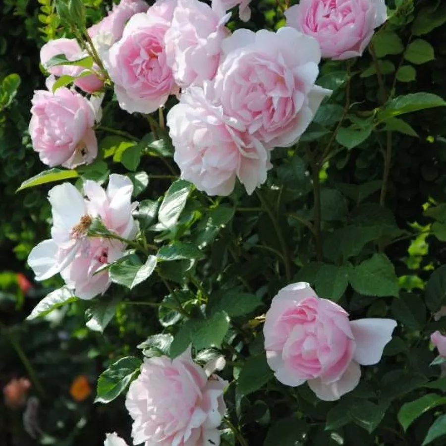 ROSALES MODERNAS DEL JARDÍN - Rosa - Natasha Richardson - comprar rosales online