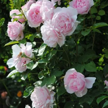 Svetlo roza - vrtnica floribunda za cvetlično gredo - intenziven vonj vrtnice - aroma cimeta