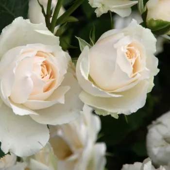 PRINCESS OF WALES – fehér virágágyi floribunda rózsa - Harkness