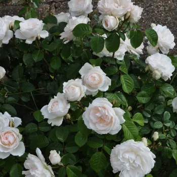 A szirmok hófehér alap­színét a középrészben finom, halvány elefántcsont árnyalat lágyítja. - virágágyi floribunda rózsa - közepes erősségű, jól érezhető illatú rózsa - lágyan édeskés aromájú