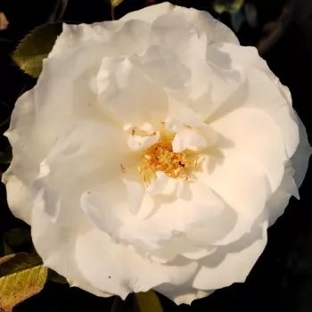 Online rózsa kertészet - fehér - közepes erősségű, jól érezhető illatú rózsa - Princess of Wales - virágágyi floribunda rózsa - (65-95 cm)