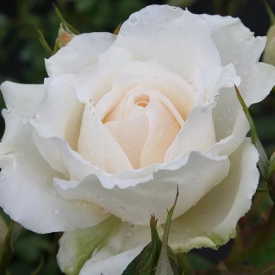 Bijela - Ruža - Princess of Wales - naručivanje i isporuka ruža