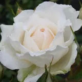 Vrtnica floribunda za cvetlično gredo - zmerno intenziven vonj vrtnice - aroma manga - vrtnice online - Rosa Princess of Wales - bela