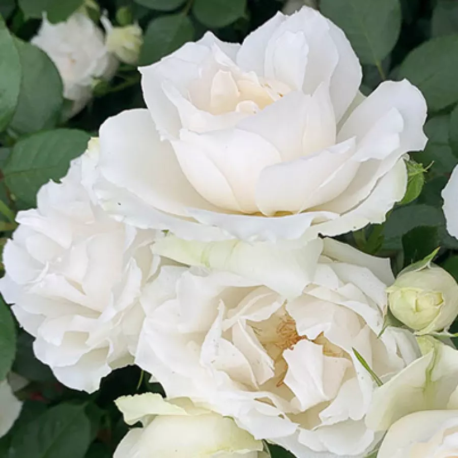 Vrtnica floribunda za cvetlično gredo - Roza - Princess of Wales - vrtnice - proizvodnja in spletna prodaja sadik