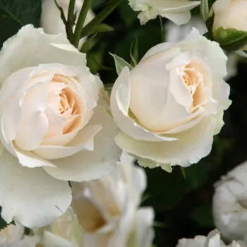 Rosa Princess of Wales - bijela - ruža floribunda za gredice
