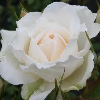Nakup vrtnic na spletu - bela - vrtnica floribunda za cvetlično gredo - zmerno intenziven vonj vrtnice - aroma manga - Princess of Wales - (60-80 cm)