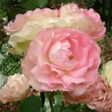 Rosa - rosales nostalgicos - rosa de fragancia discreta - flor de lilo - Rosa Acropolis - comprar rosales online