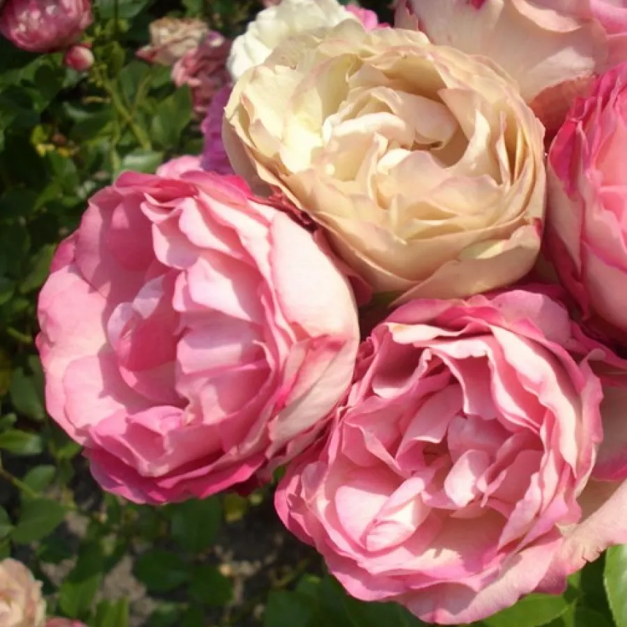 Nostalgična vrtnica - Roza - Acropolis - vrtnice - proizvodnja in spletna prodaja sadik