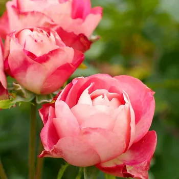 Rosa Acropolis - rosa - rosales nostalgicos