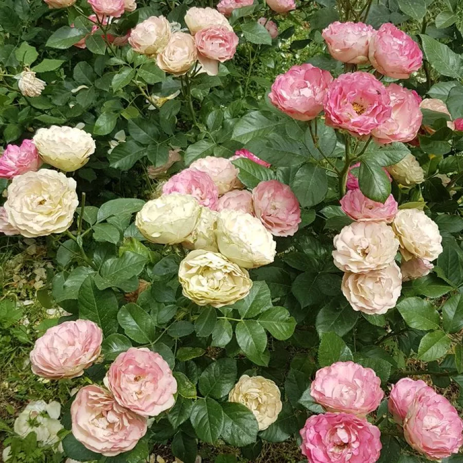 ROMANTIČNE VRTNICE - Roza - Acropolis - vrtnice - proizvodnja in spletna prodaja sadik