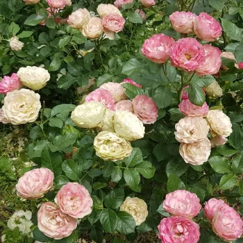 Rózsaszín - nosztalgia rózsa - diszkrét illatú rózsa - orgona aromájú