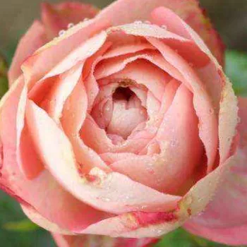 Web trgovina ruža - ružičasta - nostalgija ruža - ruža diskretnog mirisa - aroma jorgovana - Acropolis - (50-70 cm)