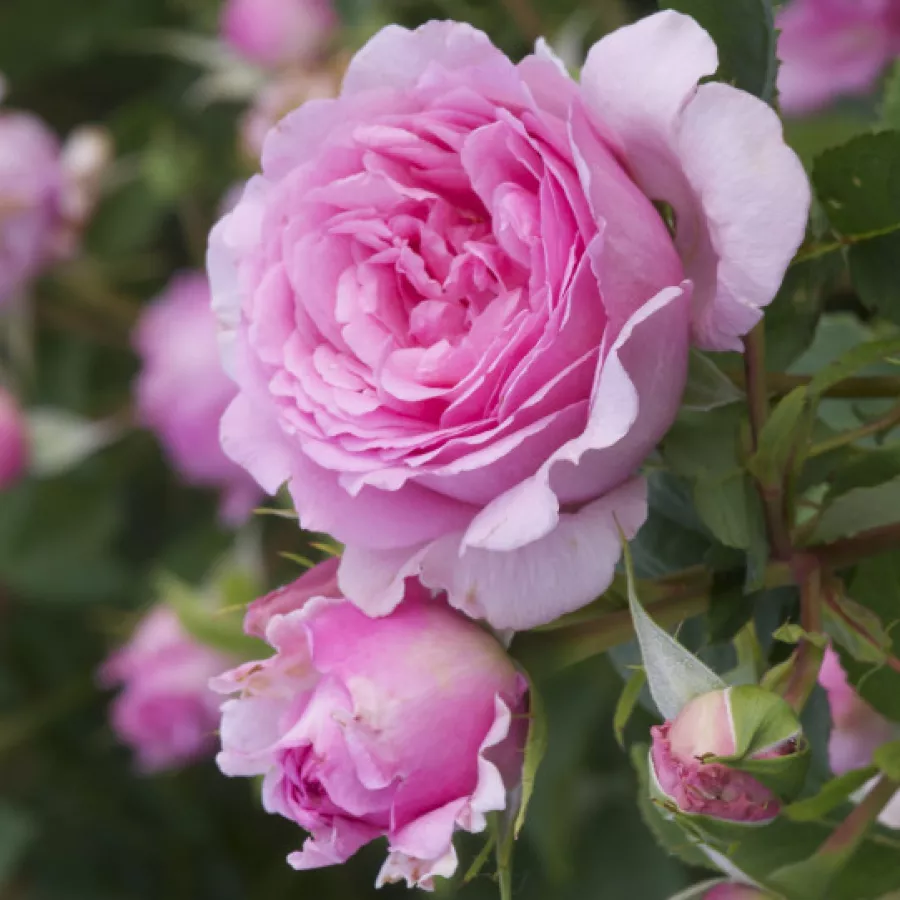 Intenziven vonj vrtnice - Roza - Bienvenue - vrtnice online