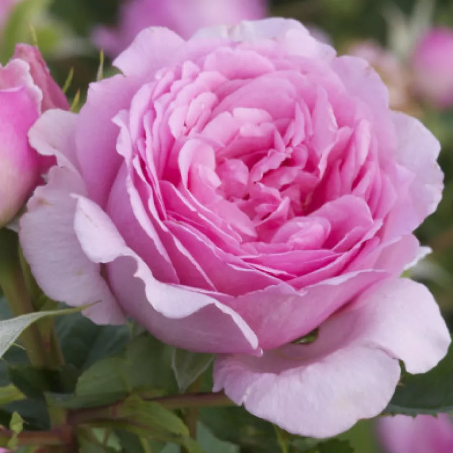 Climber, vrtnica vzpenjalka - Roza - Bienvenue - vrtnice - proizvodnja in spletna prodaja sadik