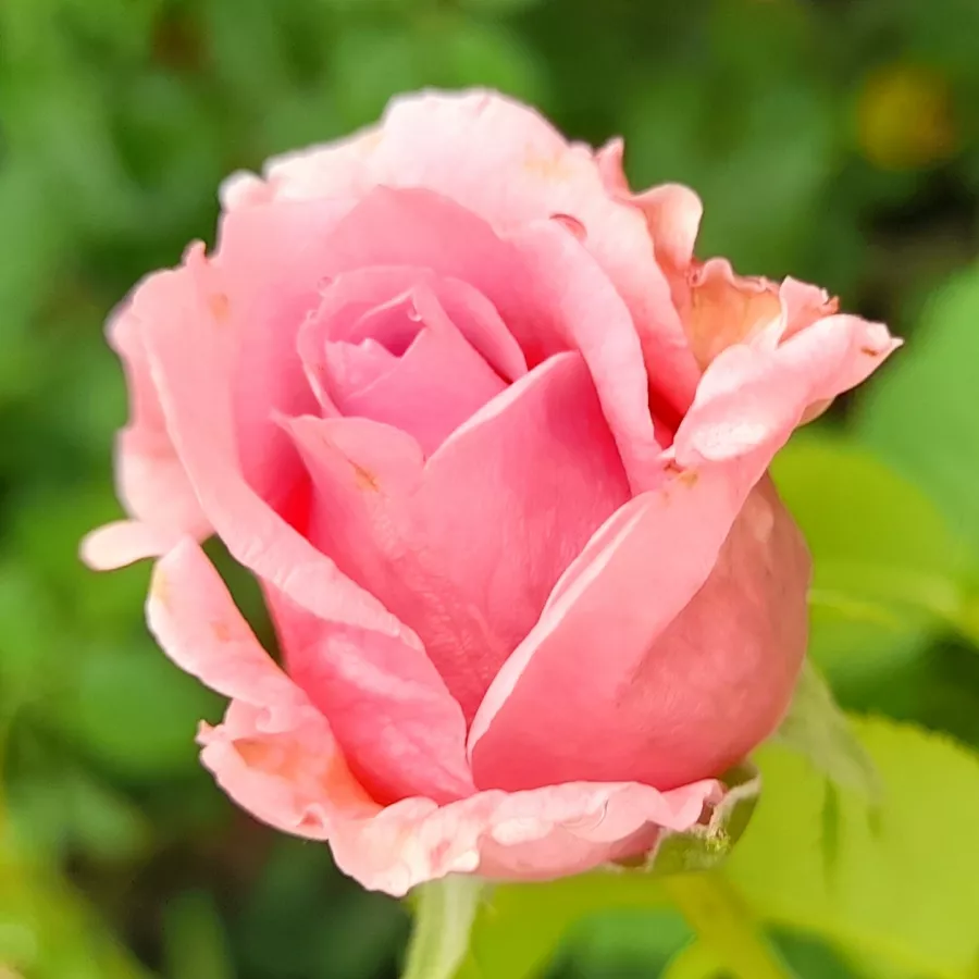 šaličast - Ruža - Bienvenue - sadnice ruža - proizvodnja i prodaja sadnica