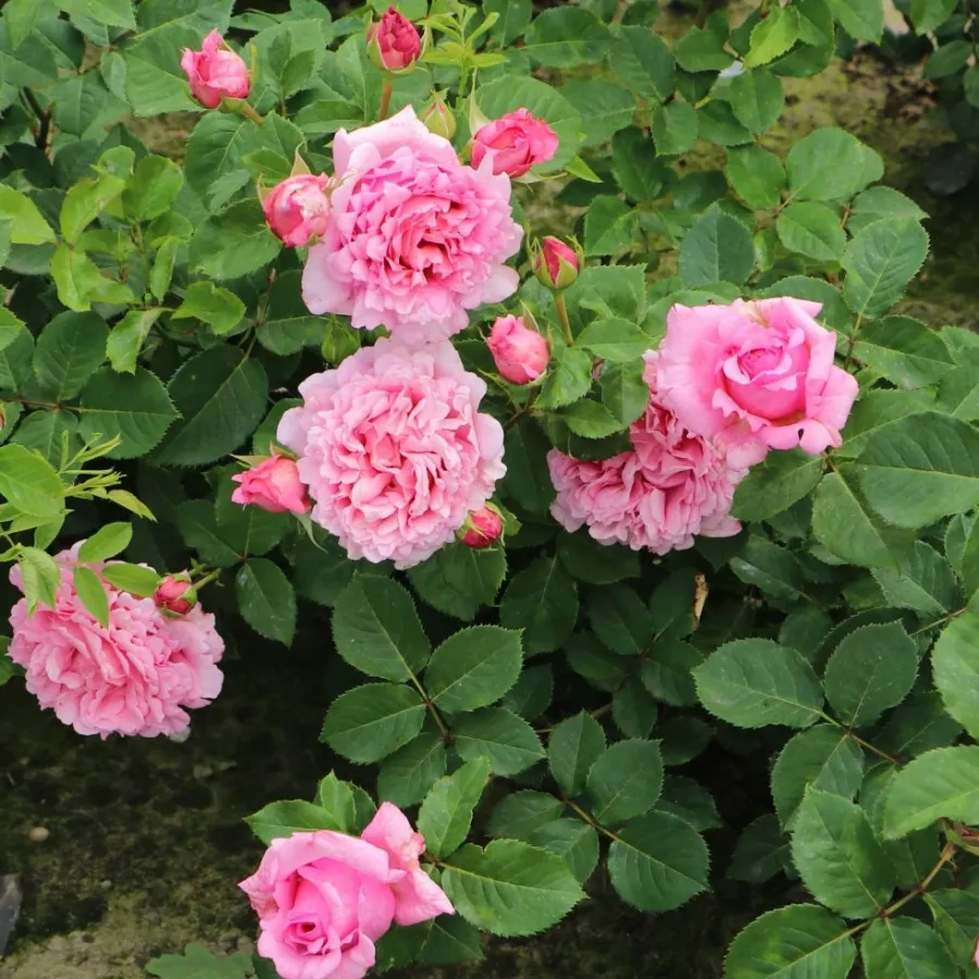 Tömvetelt virágú - Rózsa - Bienvenue - online rózsa vásárlás