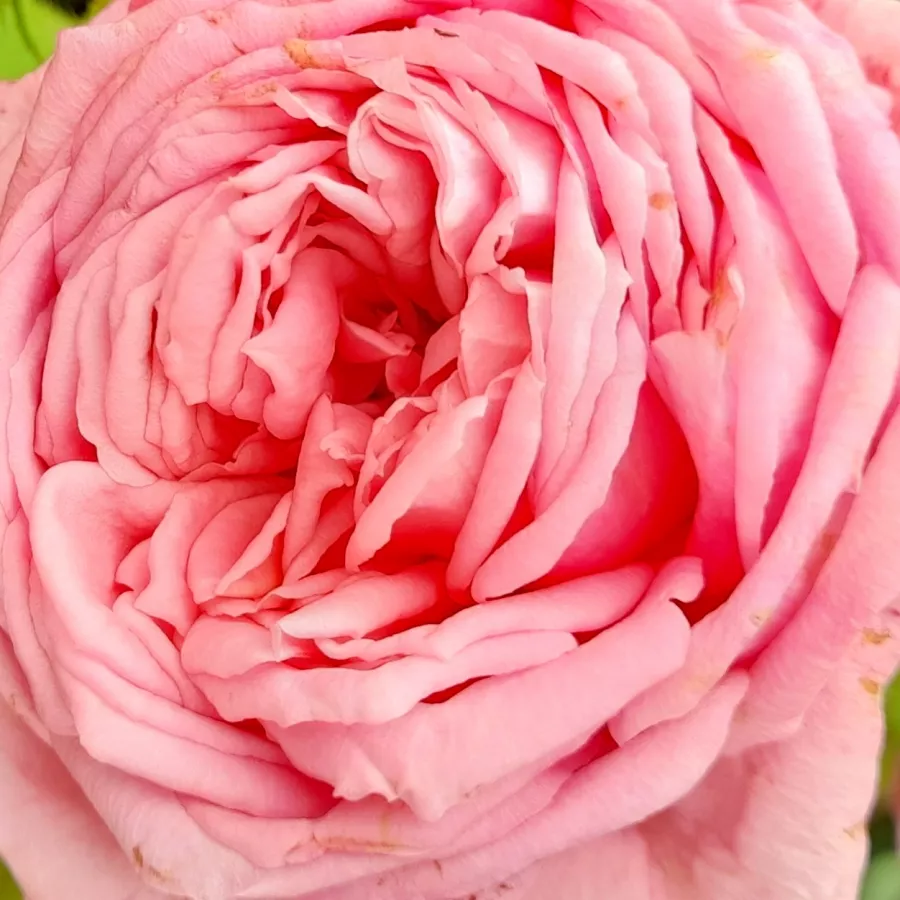 DELrochipar - Roza - Bienvenue - vrtnice - proizvodnja in spletna prodaja sadik