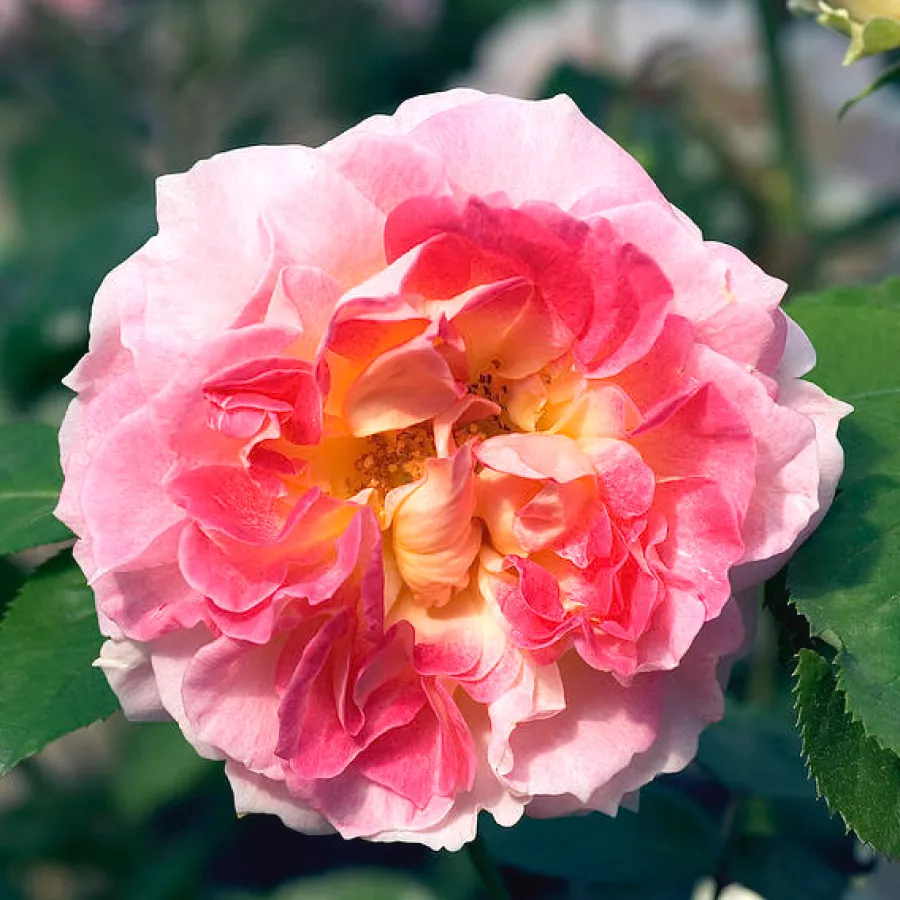 Diszkrét illatú rózsa - Rózsa - César - kertészeti webáruház