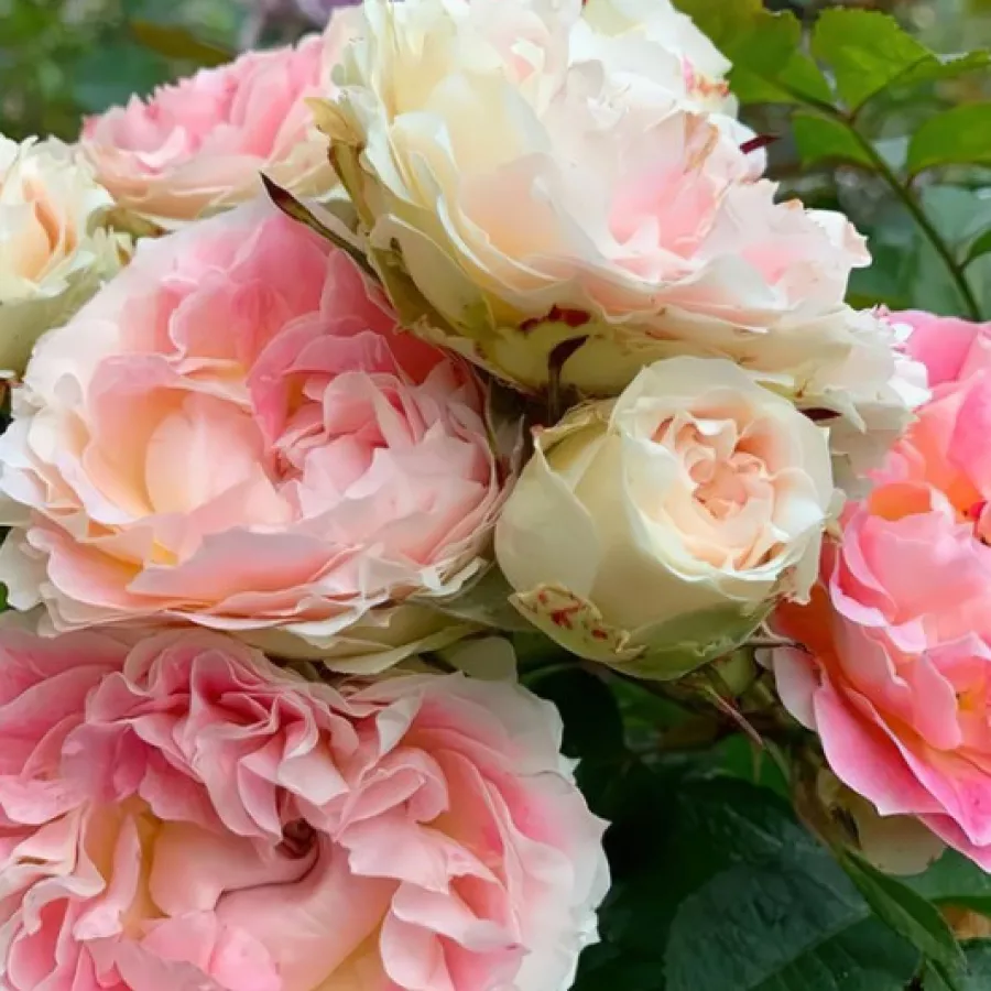 Rosales trepadores - Rosa - César - comprar rosales online