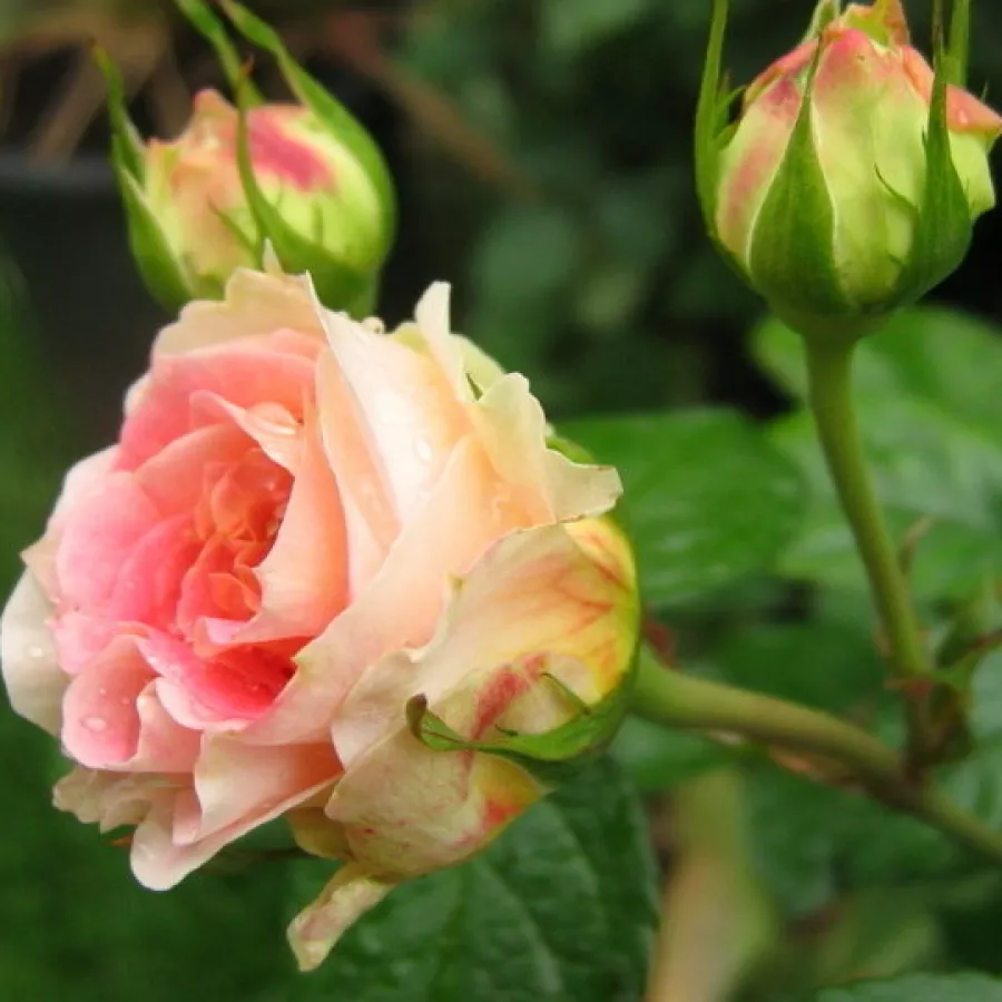 Rosa de fragancia discreta - Rosa - César - comprar rosales online