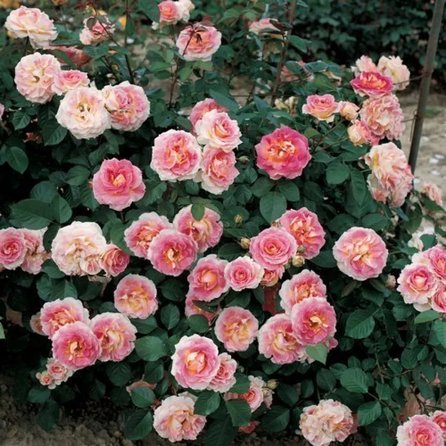 ROSALES TREPADORES - Rosa - César - comprar rosales online