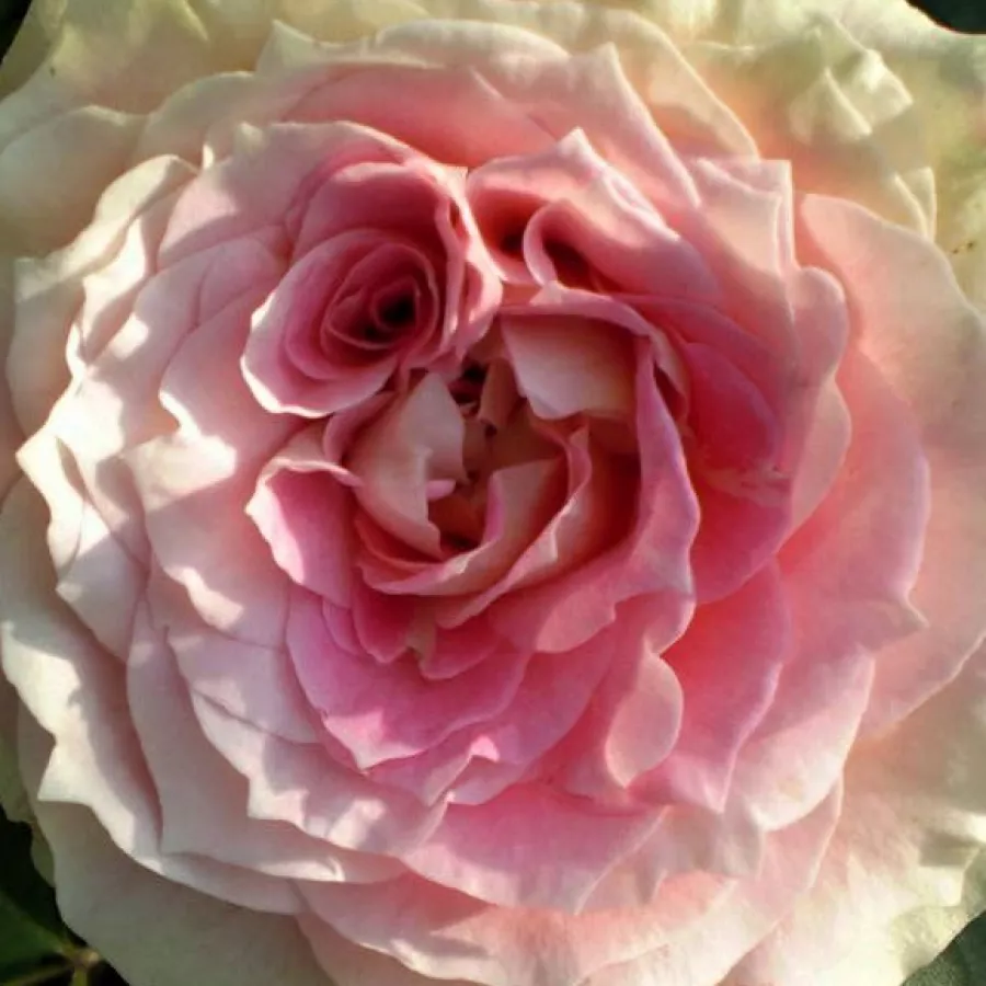 Csésze - Rózsa - César - online rózsa vásárlás