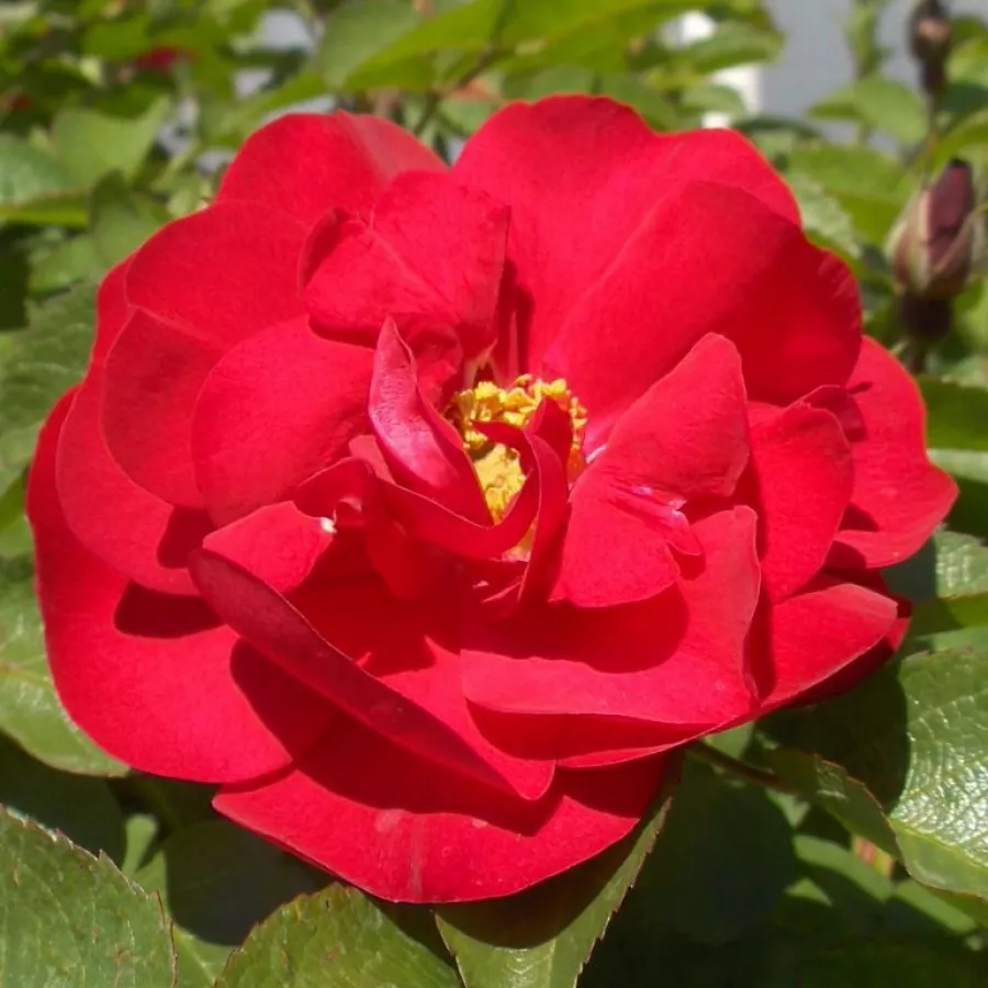 Dunkelrot - Rosen - Hansaland - rosen online kaufen