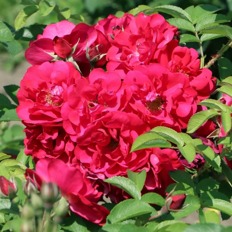 Róża parkowa - Róża - Hansaland - sadzonki róż sklep internetowy - online
