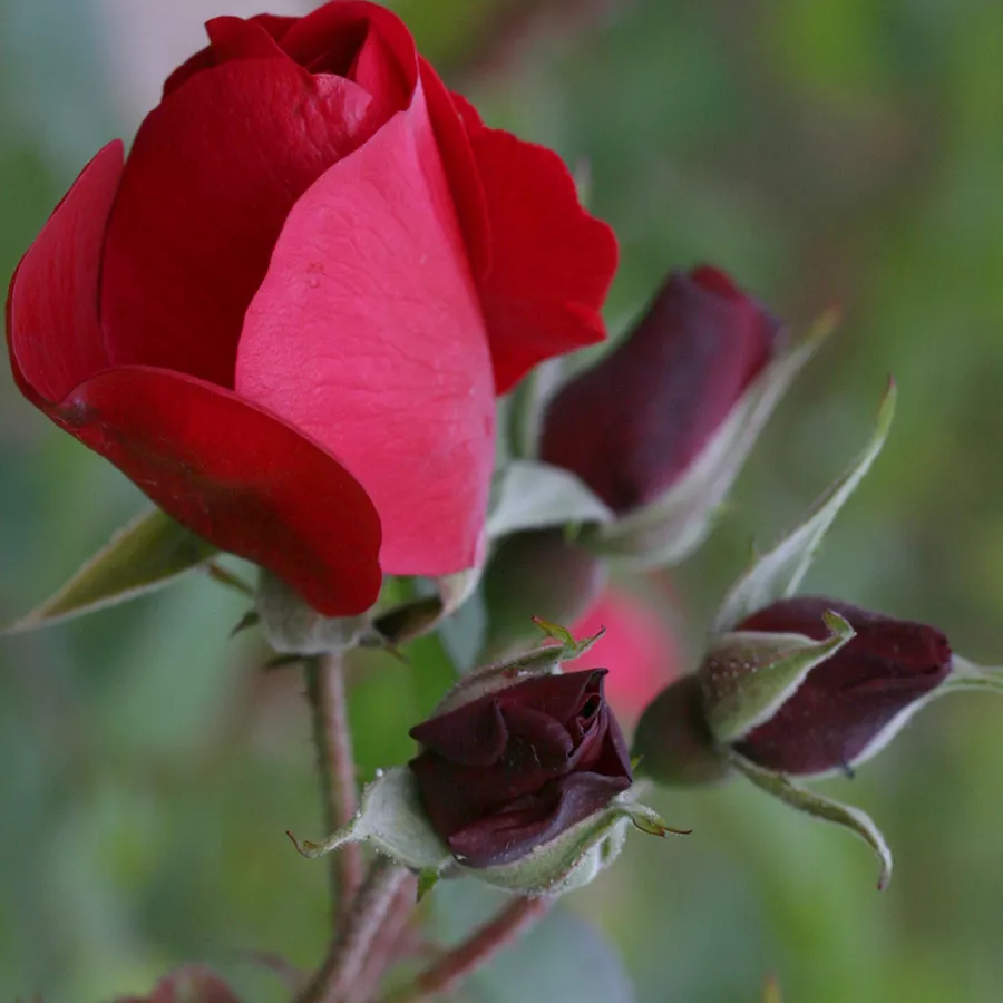 Ploščata - Roza - Hansaland - vrtnice online
