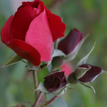 Rosa Hansaland - vörös - parkrózsa