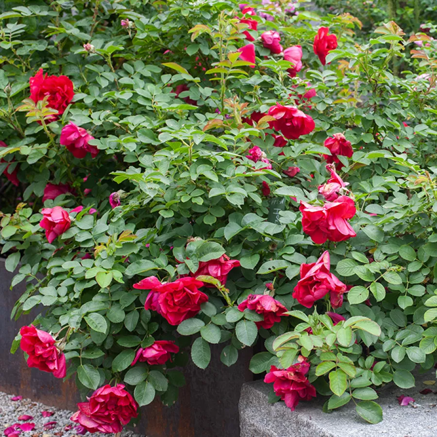 Bukietowe - Róża - Hansaland - sadzonki róż sklep internetowy - online