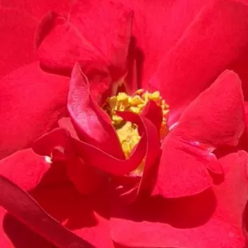 Rózsa rendelés online - vörös - parkrózsa - diszkrét illatú rózsa - málna aromájú - Hansaland - (100-150 cm)