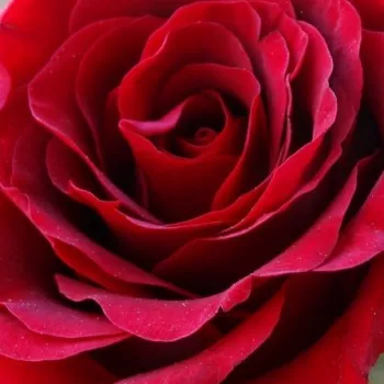 Rózsák webáruháza. - vörös - climber, futó rózsa - Mushimara - intenzív illatú rózsa - barack aromájú - (200-400 cm)